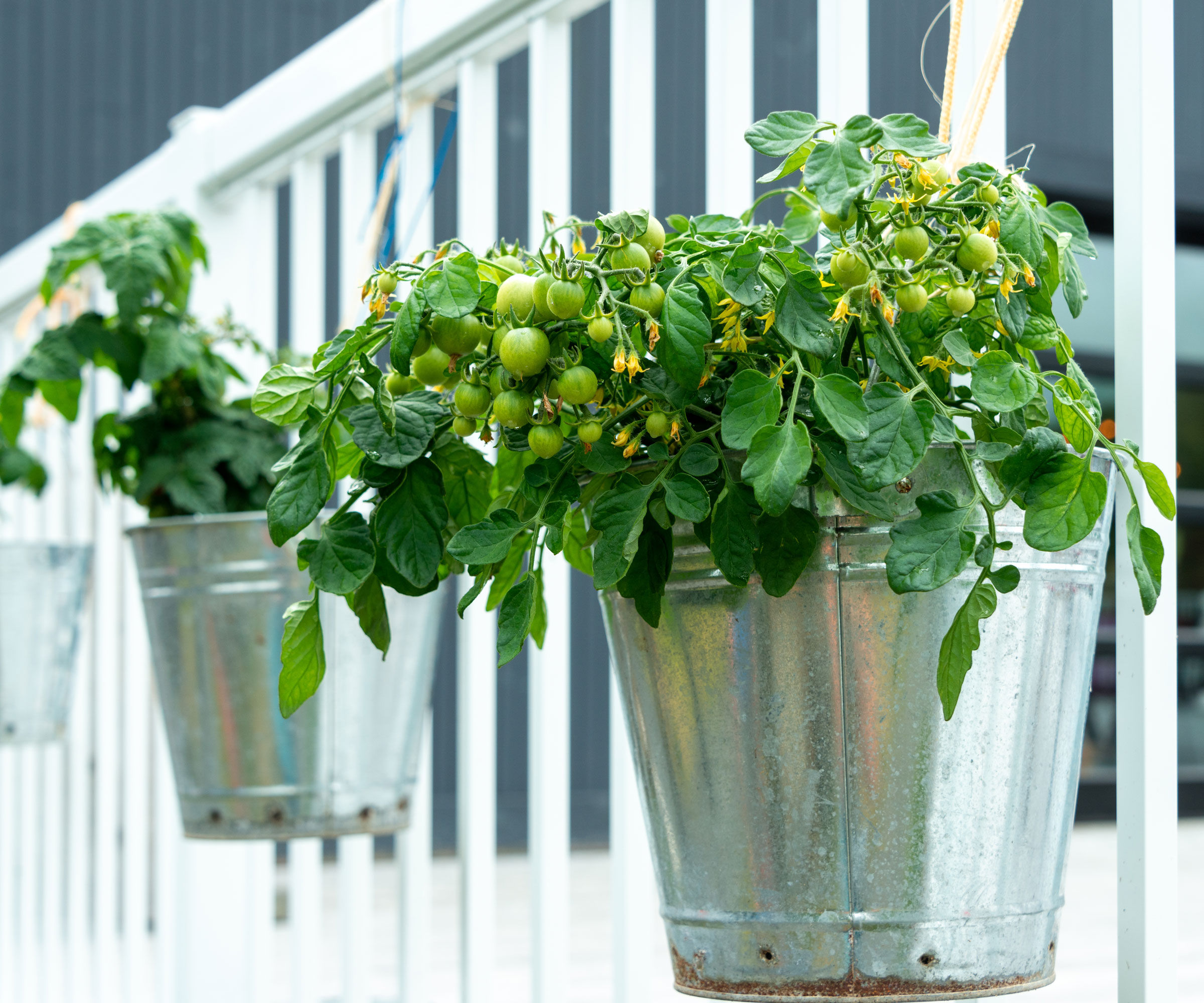 tomatoes growing in metal containers on balcony rail