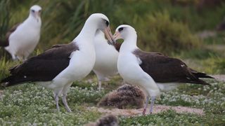 Biologists on Midway Atoll in the North Pacific Ocean have spotted a septuagenarian female Laysan albatross named Wisdom flirting with potential mates months after the end of the nesting season.