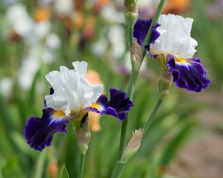 Bearded iris 'Noctambule'