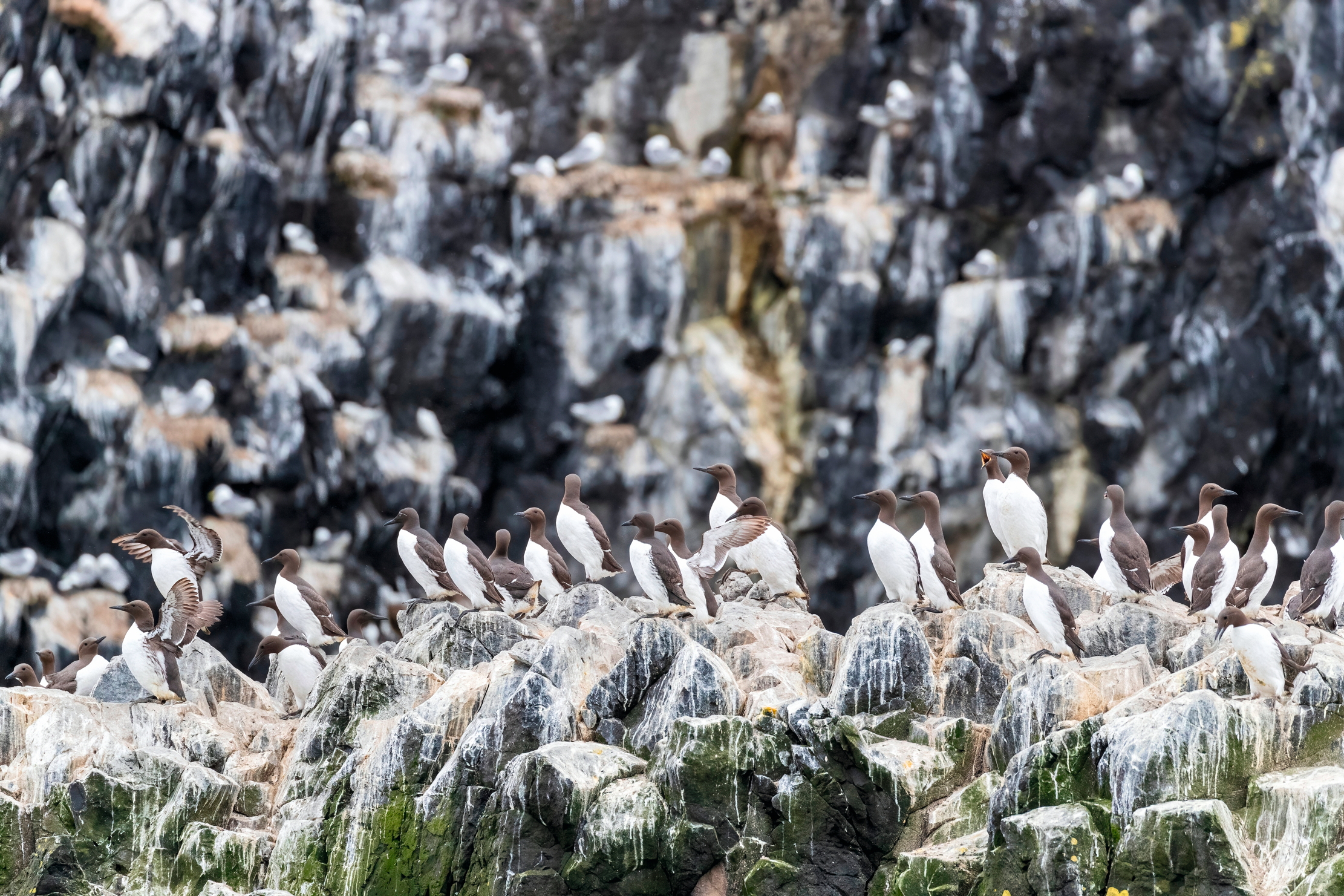 Guillemots chilling on a rock. So many of them.