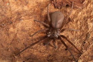 spiders, research, Southern house spider
