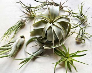 variety of air plants on white wooden background