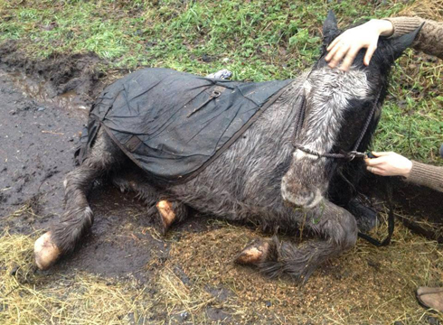 irish horse