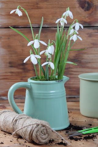 Snowdrops (galanthus nivalis) planted in a vintage style enamel jug against wooden background