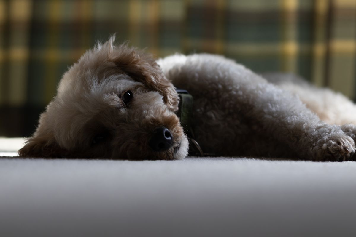 A cockapoo dog lying on the carpet