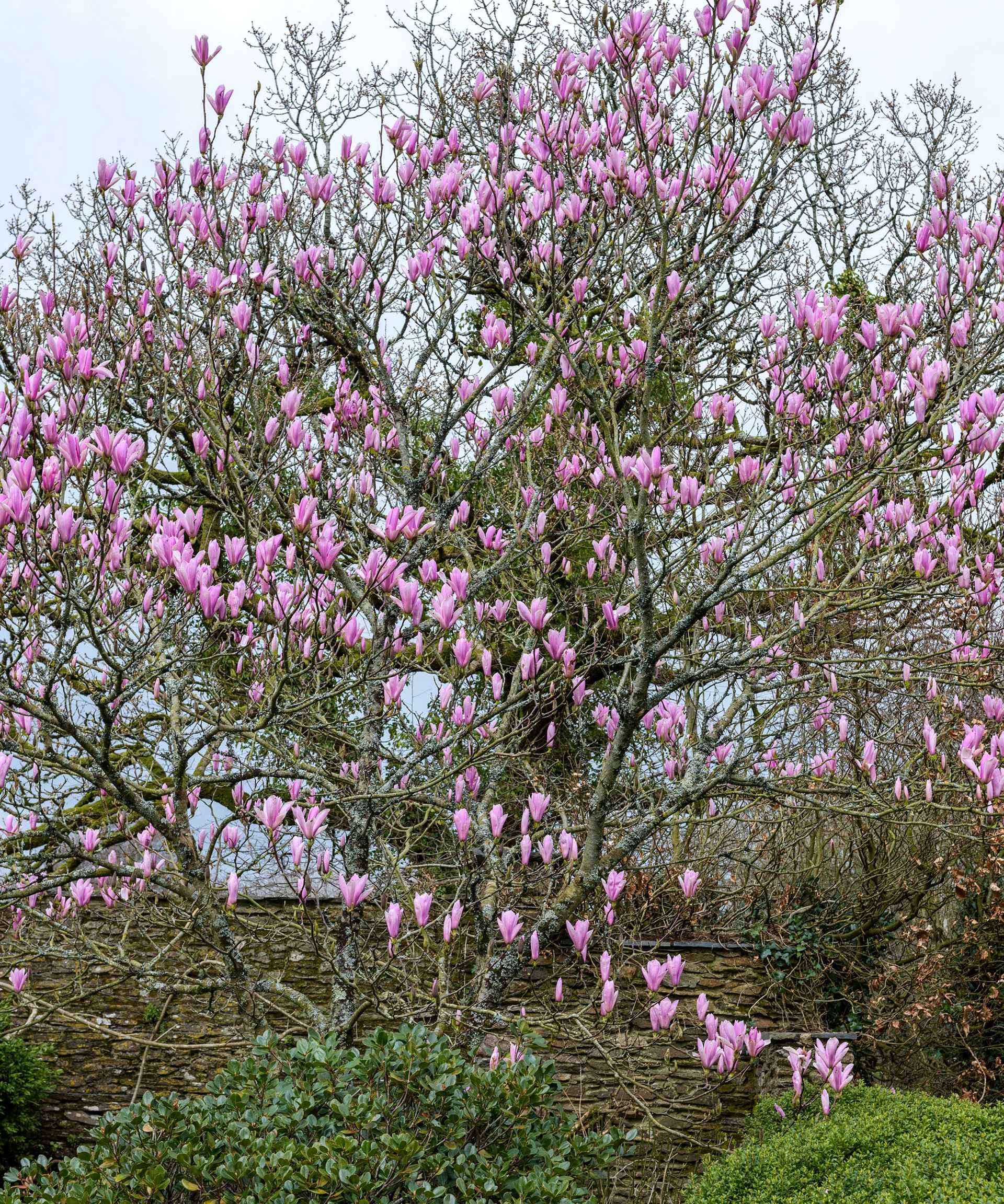 How to plant a magnolia tree an easy stepbystep guide Gardeningetc