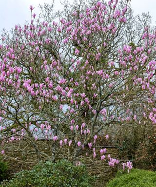 magnolia tree in bloom in a garden