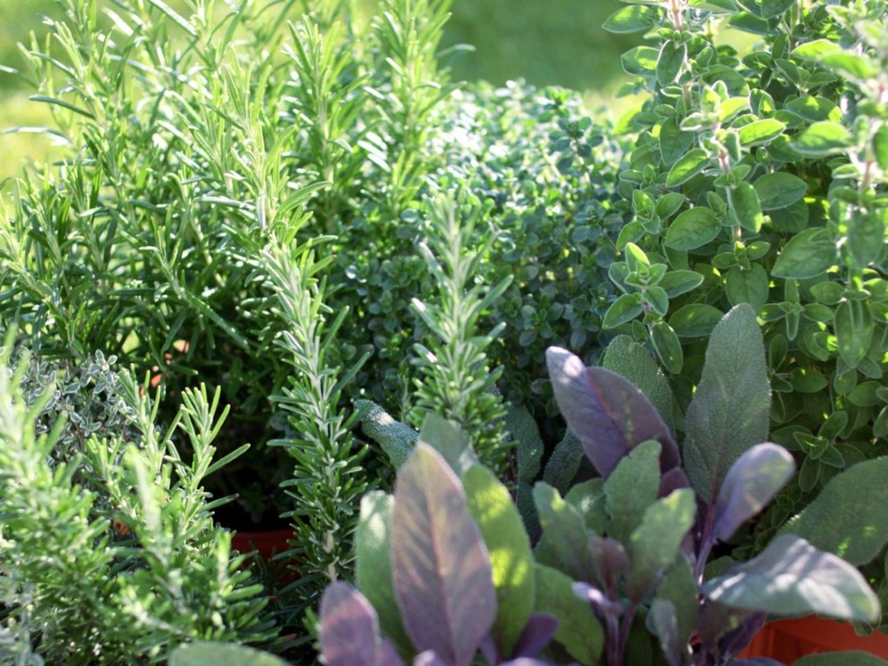 Sage, rosemary, thyme, and oregano growing together