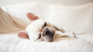 French Bulldog sleeping on sofa