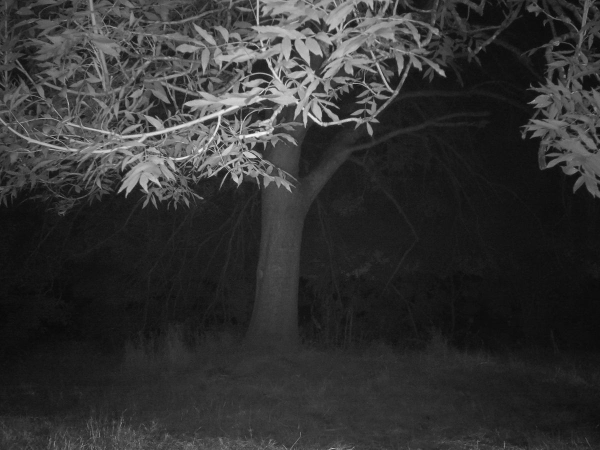 DOOGEE S98 Pro review: Night Vision Camera