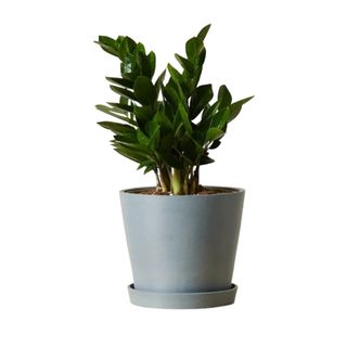 A ZZ plant in a gray pot