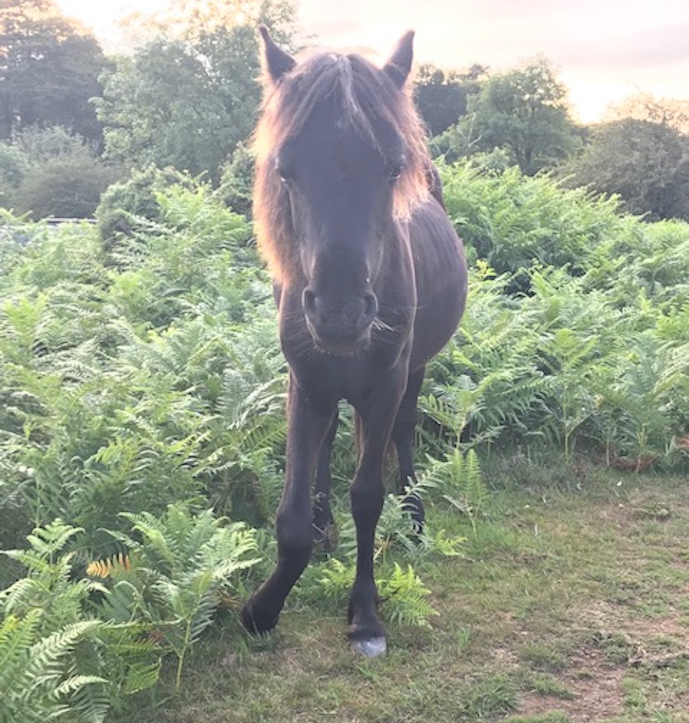 Dartmoor-Karla-McKechnie.jpeg