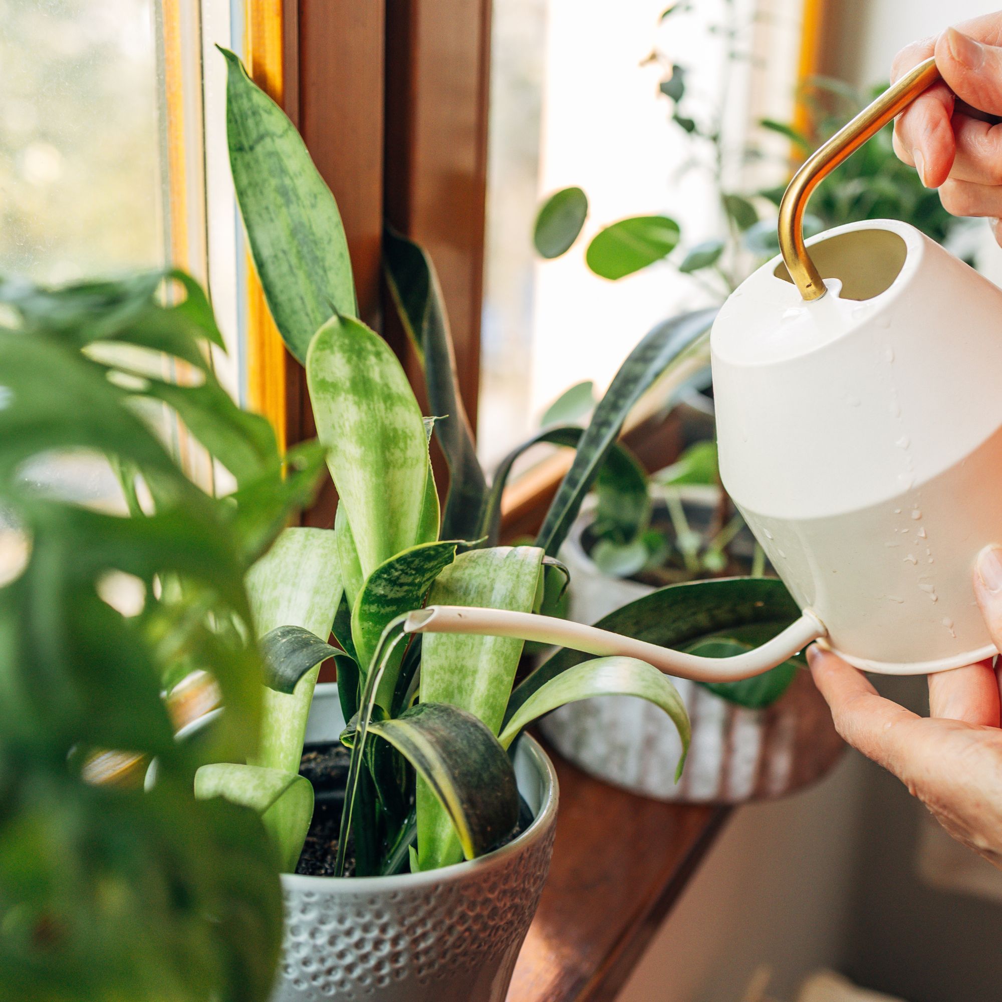 watering houseplants