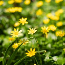 lesser celandine plants