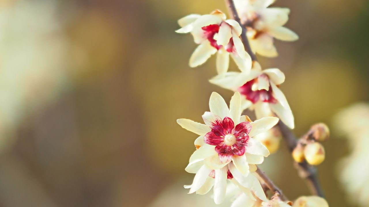 Wintersweet flowering