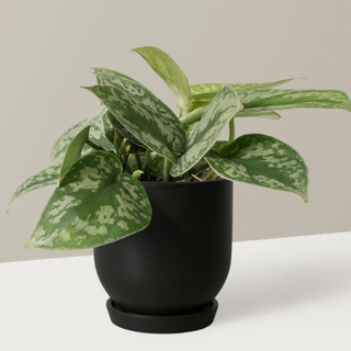 a stain pothos plant in a black pot