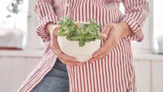 Person holding mosaic plant