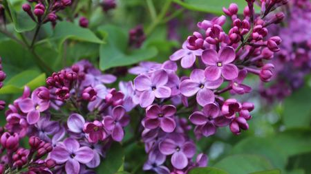 Lilac tree with purple blooms in a spring garden