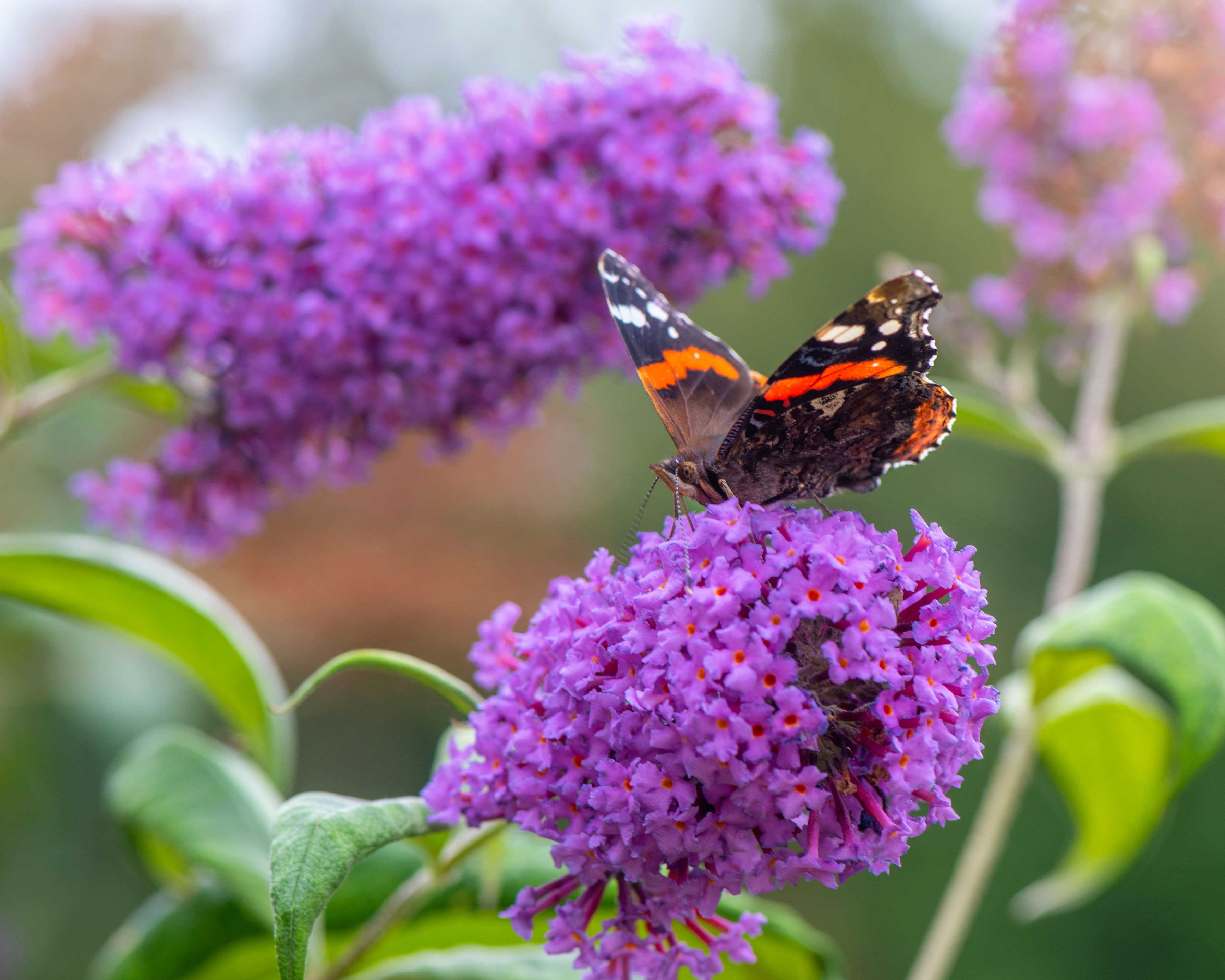 purple buddleja flowers with a butterfly