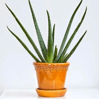 aloe vera plant in brown pot patch plants