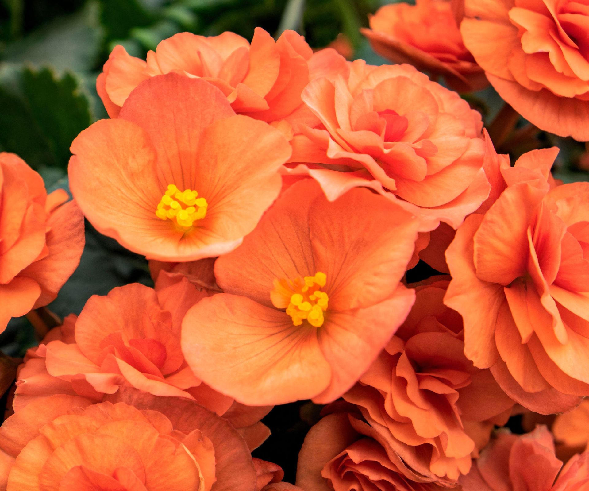 orange tuberous begonia in full bloom