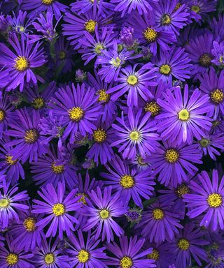 close up of purple flowers of aster 'Mönch'
