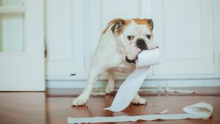 Dog holding shredded toilet paper roll in its mouth in the bathroom.