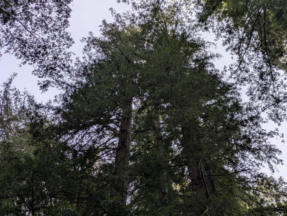 Redwood tree tops shot by Pixel 8a