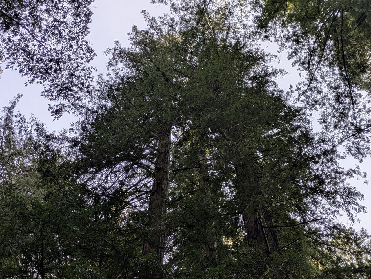 Redwood tree tops shot by Pixel 8a