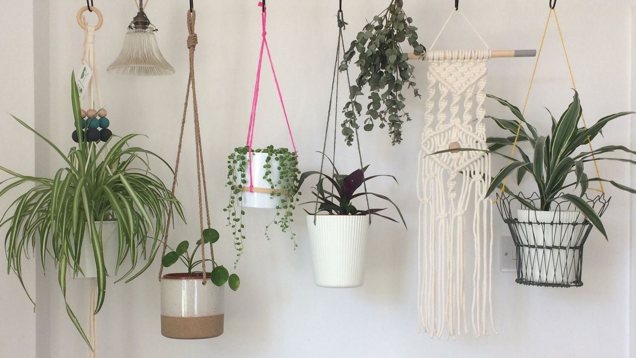 Potted houseplants hung from a hanging rail on a white wall