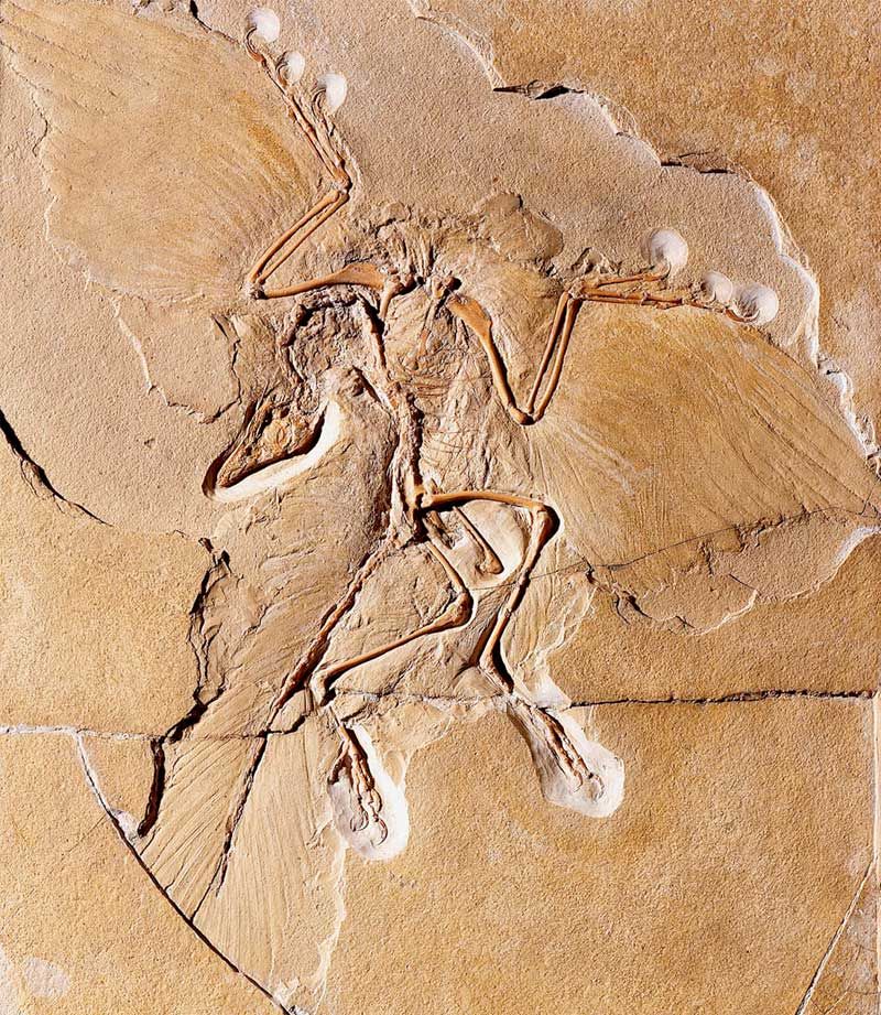 a fossil of the birdlike dinosaur Archaeopteryx.