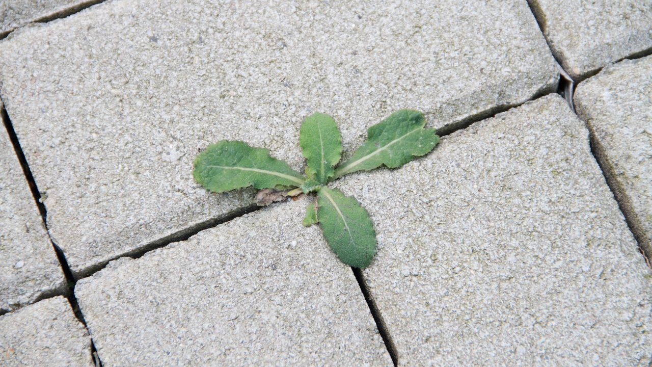 Weeds in between patio slabs