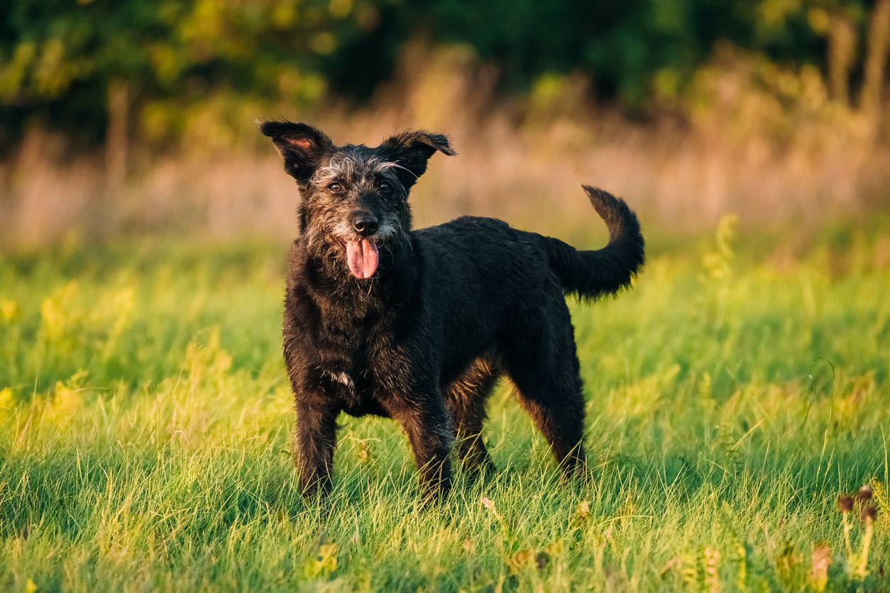 A small black dog.