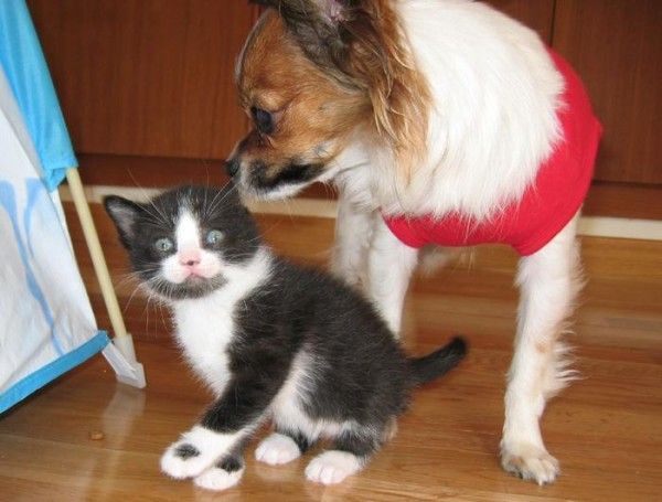 Bandit babysitting