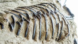 The ribs of the tyrannosaur that died around 67 million years ago in what is now Montana.