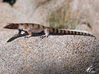 An artist's restoration of what the last monitor lizard in Europe might have looked like. A new fossil reveals this group survived in Greece less than a million years ago. 