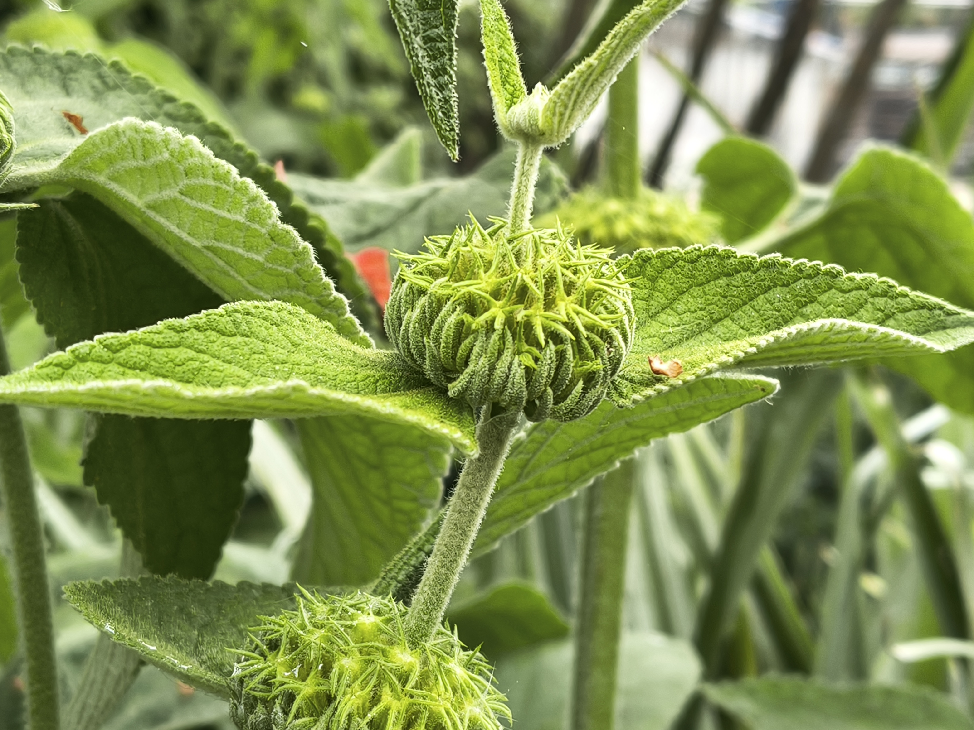 A test picture taken on the Motorola Edge 60 Pro of a plant.