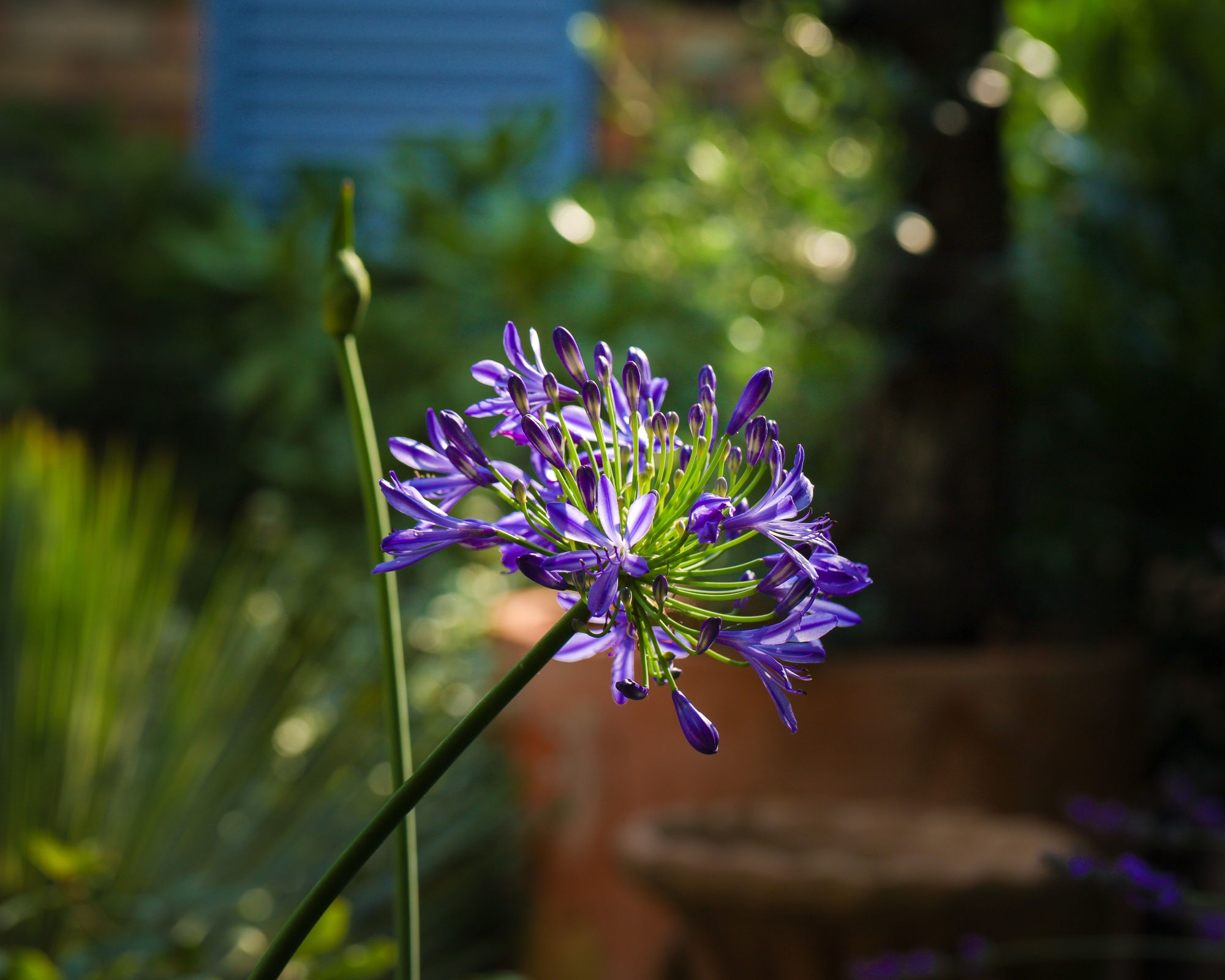 Beautiful Agapanthus praecox African Lily in the garden. Nice blue big flower