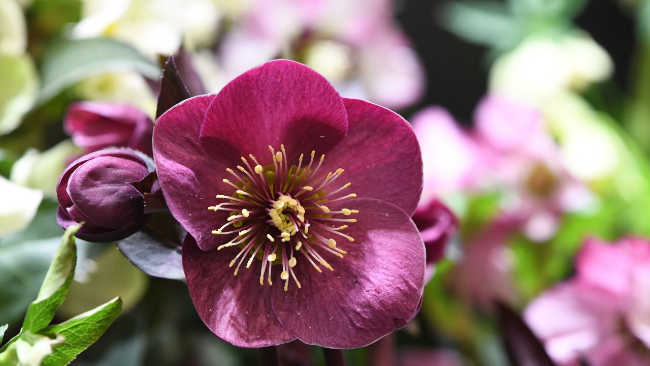 Purple hellebore flower blooming