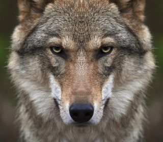 European wolf glowering into camera