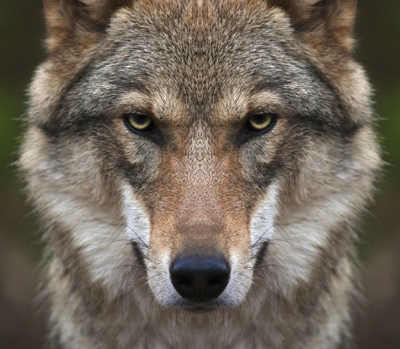 European wolf glowering into camera