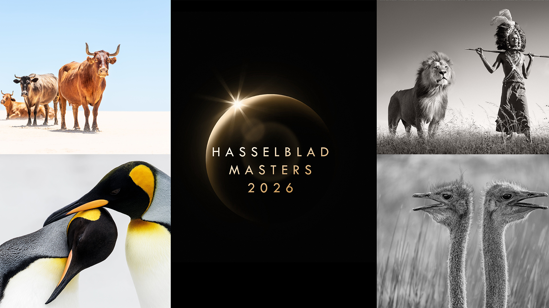 A collage of nine nature and wildlife photos. Features diverse animals like pelicans, penguins, lions, and giraffes. Centered text: "Hasselblad Masters 2026"