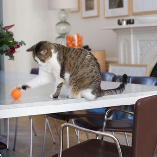 cat playing on dining table