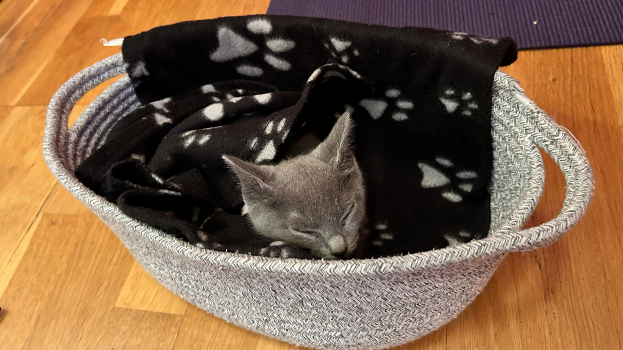 Kitten asleep in a basket with blanket