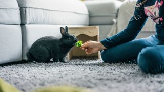 bunny being fed greens