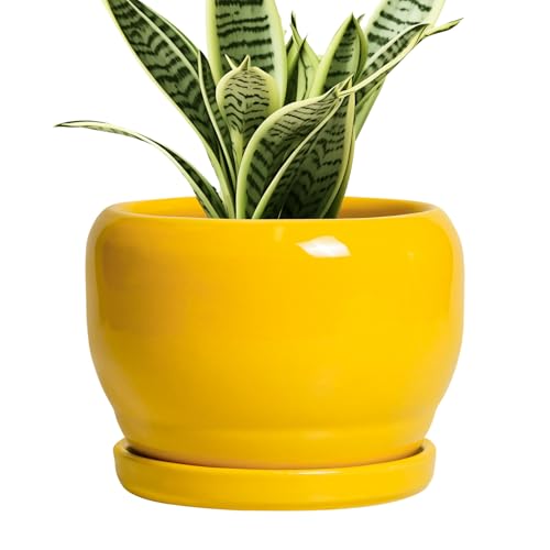 Sqowl 6 Inch Plant Pot - Ceramic Planter With Drainage Hole and Saucer, Modern Ceramic Flower Pots for Indoor Plants Outdoor, Round Decorative Small Planter, Desk Decor, Garden Gifts, Yellow