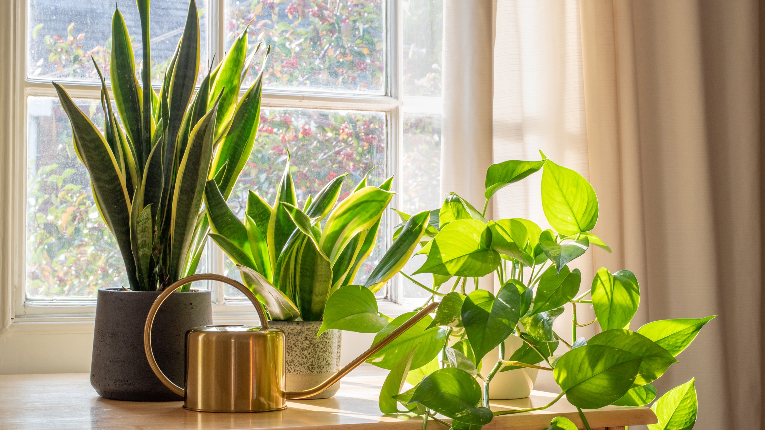 What to do with a snake plant in September A sansevieria trifasciata snake plant in the window of a modern home or apartment interior 
