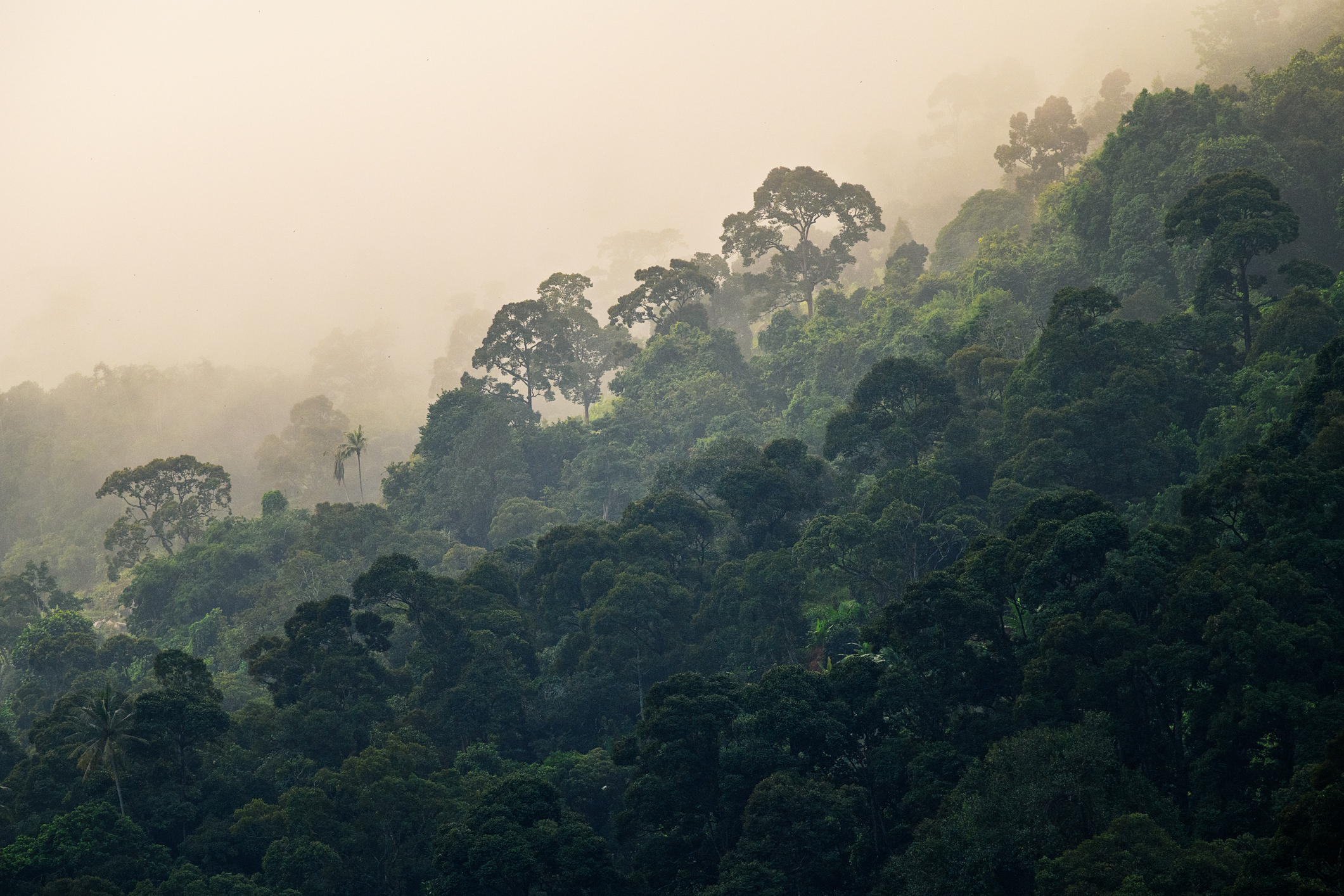 A rainforest canopy with emergent elements peeking out above