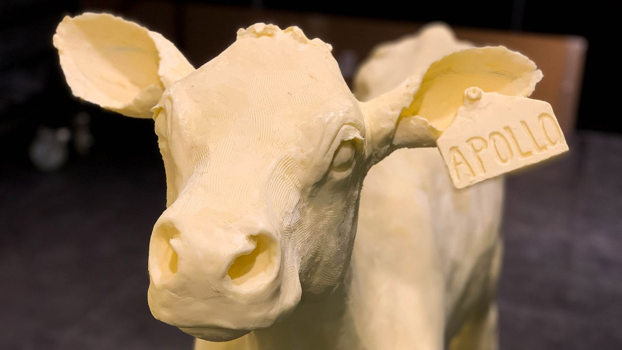 This 2019 butter calf dons an ear tag (used for identification and record keeping) that honors the 50th anniversary of the Apollo 11 moon landing.