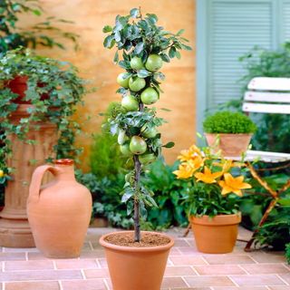 Fruit Snacks® Tangy Green™ Columnar Apple Tree